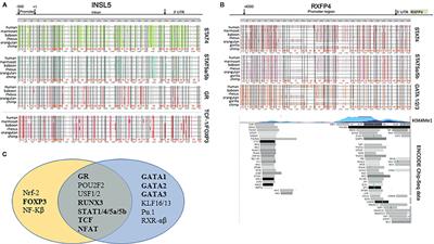 Immune System Effects of Insulin-Like Peptide 5 in a Mouse Model